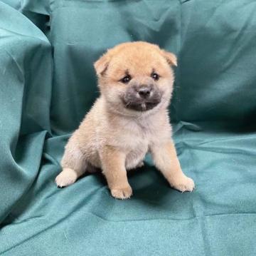 柴犬(豆柴)【奈良県・女の子・2022年9月11日・赤】の写真「小ちゃな小茶な豆柴です💕」