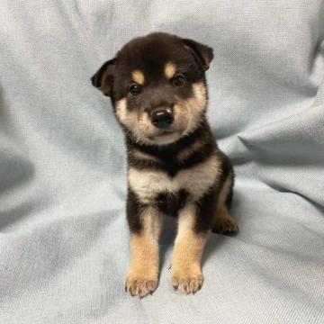 柴犬(豆柴)【奈良県・女の子・2022年7月24日・黒】の写真「小さいな小さいな黒豆柴です‼️」