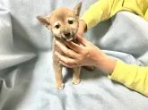 豆柴【奈良県・男の子・2022年2月16日・赤】の写真1「４／27更新」