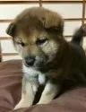 柴犬(標準サイズ)【奈良県・女の子・2017年10月11日・胡麻】の写真1「11／15撮影」