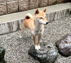 豆柴【・女の子・2019年7月31日・赤】