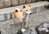 豆柴【・女の子・2019年7月31日・赤】