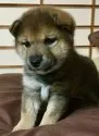 柴犬(標準サイズ)【奈良県・女の子・2017年10月11日・胡麻】の写真3「可愛い！11／15撮影」