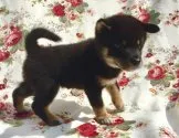 柴犬(標準サイズ)【奈良県・男の子・2018年4月9日・黒】の写真4「5／25撮影」