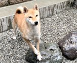 豆柴【・女の子・2019年7月31日・赤】