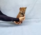 豆柴【奈良県・女の子・2024年4月6日・赤】の写真5