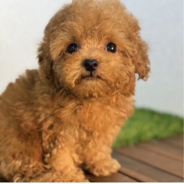 トイプードル(タイニー)【栃木県・男の子・2025年5月28日・レッド】の写真「目のクリッとした男子です。」