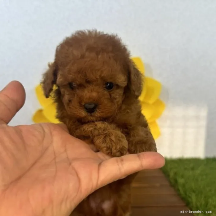 ID:2310-05637の子犬