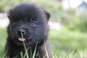 スキッパーキ【栃木県・女の子・2014年6月18日・ブラック】の写真「おっとりした女の子。すっごい可愛いです。」