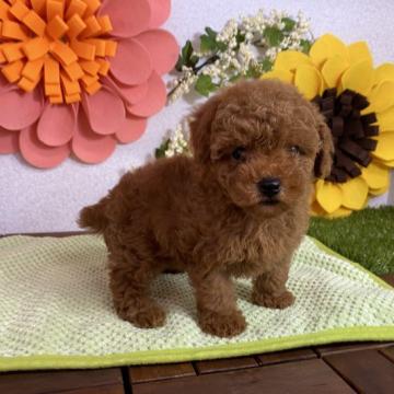 トイプードル(トイ)【栃木県・女の子・2022年6月1日・レッド】の写真「モフモフな女の子です。」