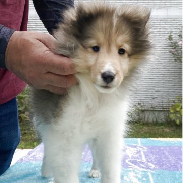 シェットランドシープドッグ【兵庫県・女の子・2025年7月30日・セーブル&ホワイト】の写真「小さいサイズのかわいい女の子」