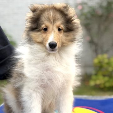 シェットランドシープドッグ【兵庫県・男の子・2025年7月30日・セーブル&ホワイト】の写真「元気で明るいかわいい男の子」