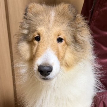 シェットランドシープドッグ【兵庫県・女の子・2025年7月24日・セーブル&ホワイト】の写真「白いカラーが綺麗なかわいい女の子」