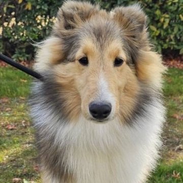 シェットランドシープドッグ【兵庫県・男の子・2024年5月27日・セーブル&ホワイト】の写真「明るくて遊ぶのが大好きな男の子」