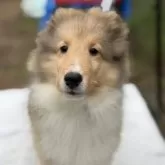 シェットランドシープドッグ