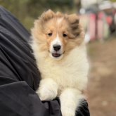 シェットランドシープドッグ