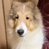 シェットランドシープドッグ