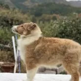 シェットランドシープドッグ【兵庫県・女の子・2025年7月24日・セーブル&ホワイト】の写真3