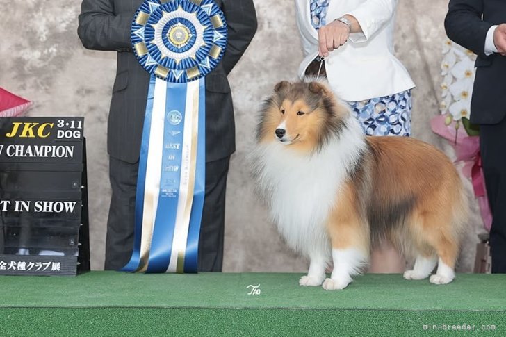 シェットランドシープドッグ【・男の子・2020年7月8日・セーブル&amp;ホワイト】