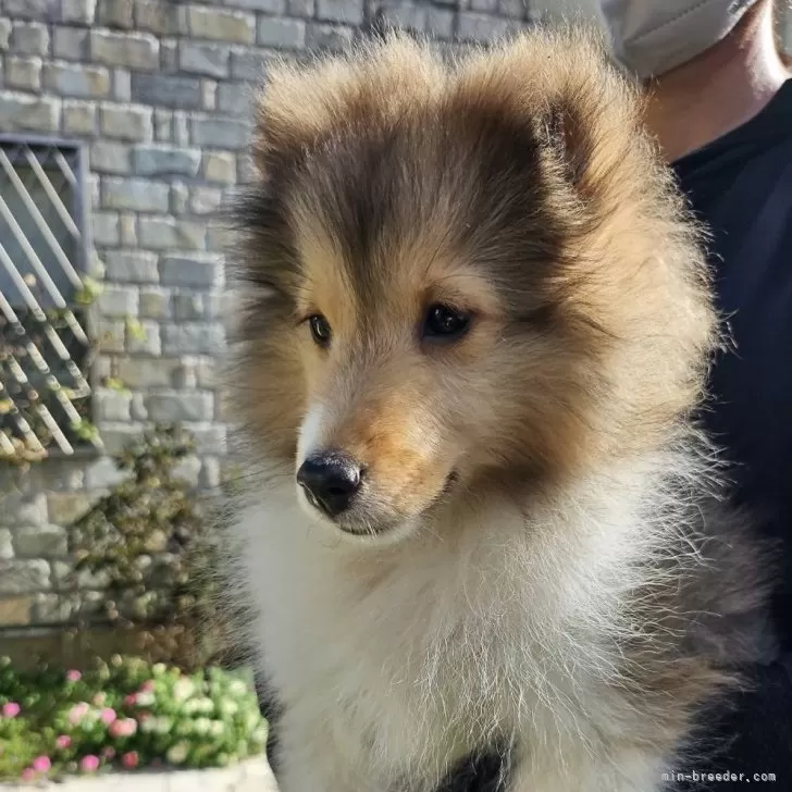 Y.O 様のお迎えした子犬