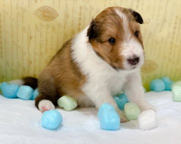 シェットランドシープドッグ【兵庫県・男の子・2020年7月8日・セーブル&ホワイト】の写真「お目目が開きました！4兄弟のCくん」