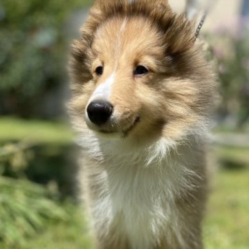 シェットランドシープドッグ【兵庫県・男の子・2023年2月8日・セーブル&ホワイト】の写真「明るくて人懐っこく甘えん坊　少し小ぶりな男の子」