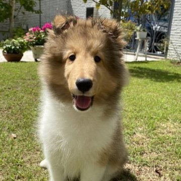 シェットランドシープドッグ【兵庫県・女の子・2023年5月22日・セーブル&ホワイト】の写真「フルカラーの甘えん坊な女の子」