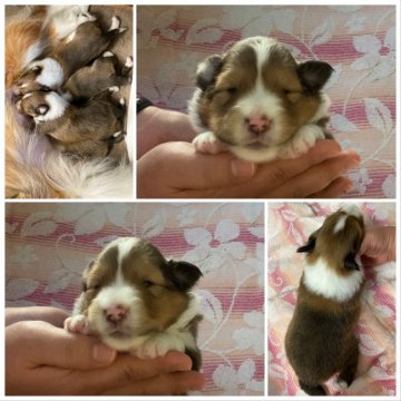 シェットランドシープドッグ【兵庫県・男の子・2020年7月8日・セーブル&ホワイト】の写真「お目目が開きました！4兄弟のDくん」