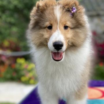 シェットランドシープドッグ【兵庫県・男の子・2022年7月6日・セーブル&ホワイト】の写真「活発な男の子です！」