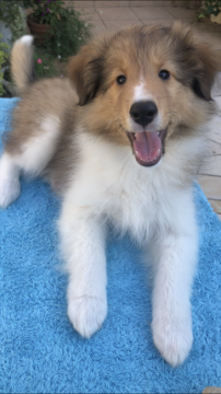 シェットランドシープドッグ【兵庫県・男の子・2019年7月5日・セーブル&ホワイト】の写真「凛々しいお顔してます♪」