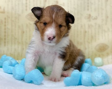 シェットランドシープドッグ【兵庫県・男の子・2020年7月8日・セーブル&ホワイト】の写真「お目目が開きました！4兄弟のAくん」