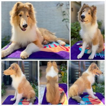 ラフコリー【兵庫県・男の子・2020年5月24日・セーブル&ホワイト】の写真「抱っこ大好きな甘えん坊さん」