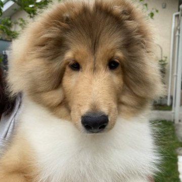 シェットランドシープドッグ【兵庫県・男の子・2023年12月19日・セーブル&ホワイト】の写真「明るく元気な男の子フルカラーです。」