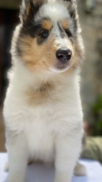 ラフコリー【兵庫県・女の子・2020年2月15日・ブルーマール】の写真「両親グランドチャンピオンの女の子♪フルカラーです」