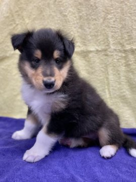 ラフコリー【兵庫県・男の子・2020年9月29日・トライカラー】の写真「人が大好きな甘えん坊さん♡」