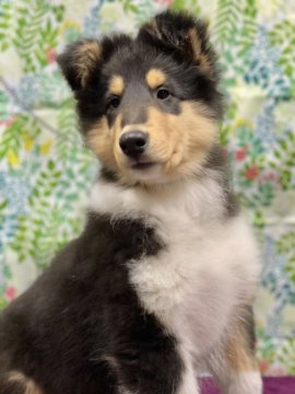 ラフコリー【兵庫県・女の子・2020年10月7日・トライカラー】の写真「可愛い女の子です♡」