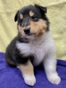 ラフコリー【兵庫県・男の子・2020年10月7日・トライカラー】の写真「Aくん」