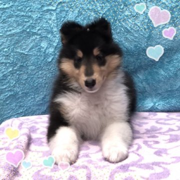 ラフコリー【兵庫県・男の子・2018年5月28日・トライ】の写真「7匹兄妹 Cくん」