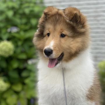 シェットランドシープドッグ【兵庫県・女の子・2022年4月26日・セーブル】の写真「両親ともCHの仔犬です♪」