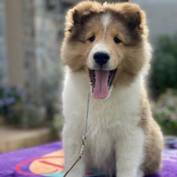 シェットランドシープドッグ【兵庫県・男の子・2022年7月6日・セーブル&ホワイト】の写真「おっとりして、お昼寝大好き」