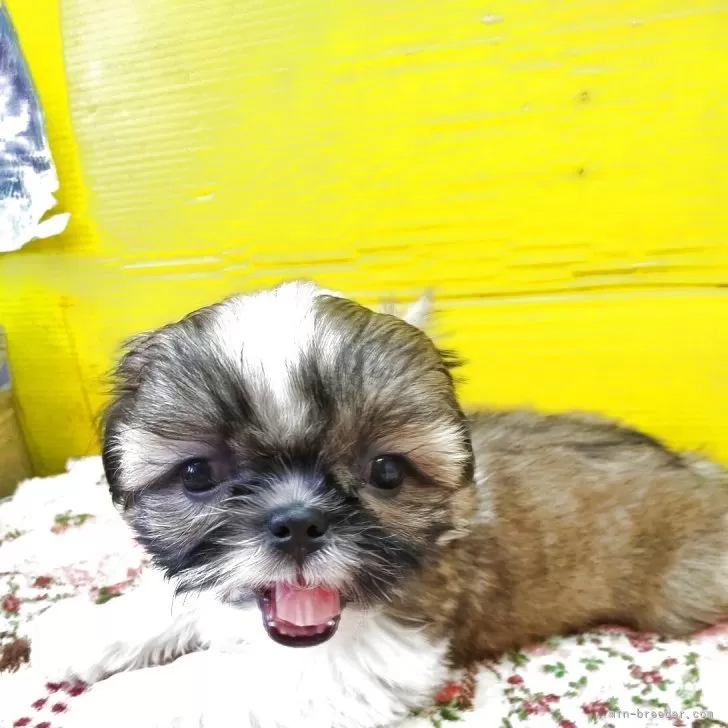 ID:2509-05879の子犬