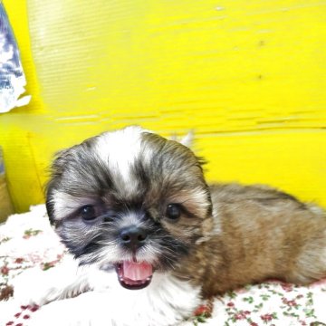 シーズー【兵庫県・女の子・2025年8月1日・ホワイト&ゴールド】の写真「食欲旺盛で可愛いです」