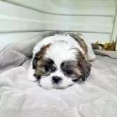 シーズー