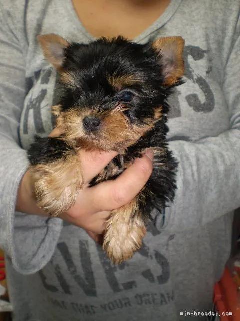 ID：1804-00962の子犬