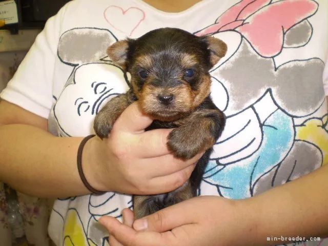 ID:1803-02009の子犬