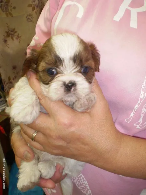 ID：2110-01847の子犬