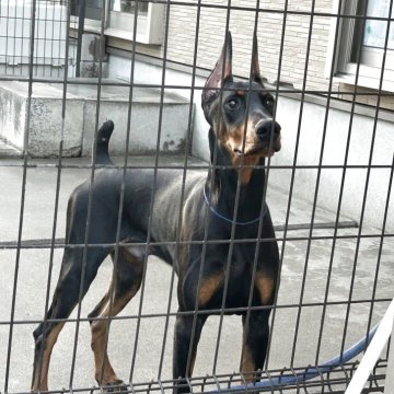 ドーベルマン【徳島県・男の子・2025年5月20日・ブラックタン】の写真「優良血統。アメリカンタイプ。」