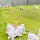 篠崎瑞代ブリーダーのブログ：ドッグラン♡