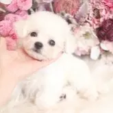 ビションフリーゼ