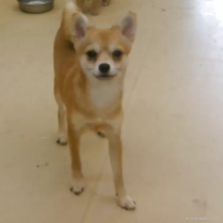 M.S 様のお迎えした子犬